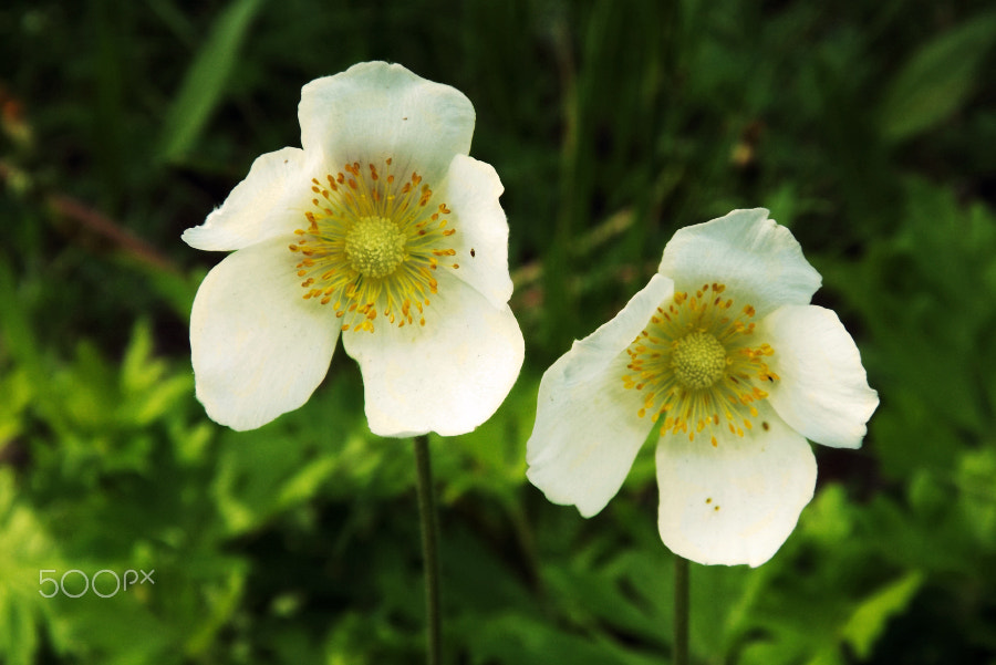 Fujifilm FinePix SL240 sample photo. White flower photography