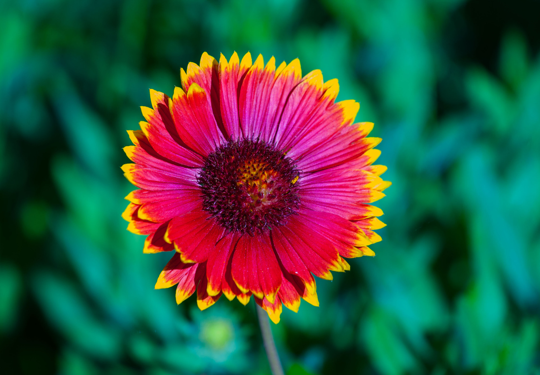 Canon EOS-1D Mark III sample photo. Disc of color photography
