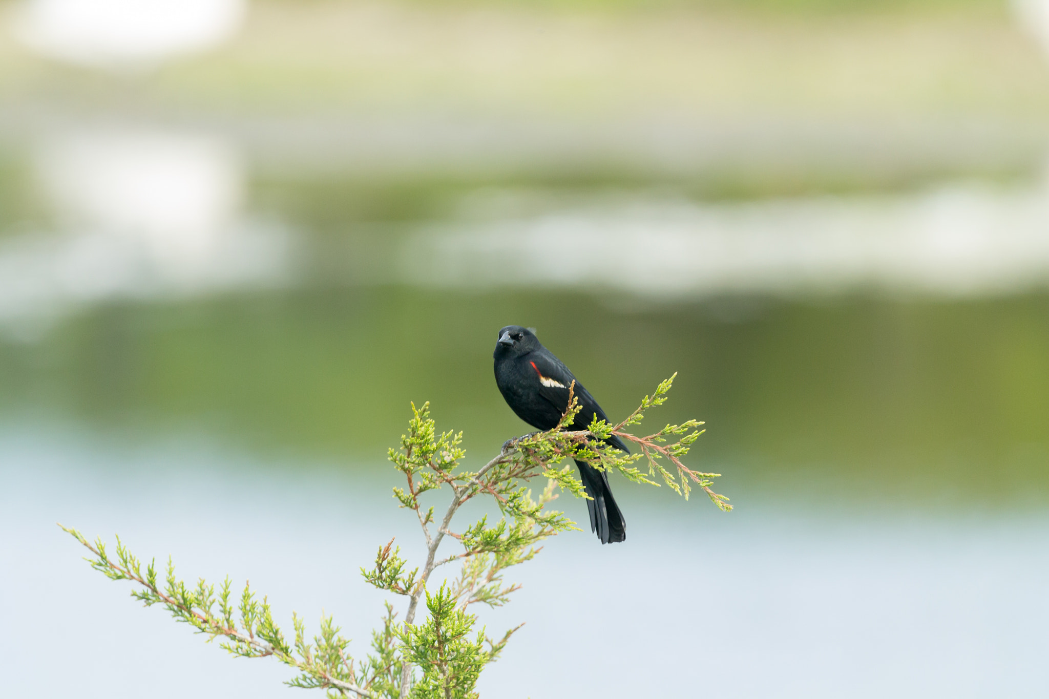 Canon EF 100-400mm F4.5-5.6L IS USM sample photo. Red-winged black bird photography