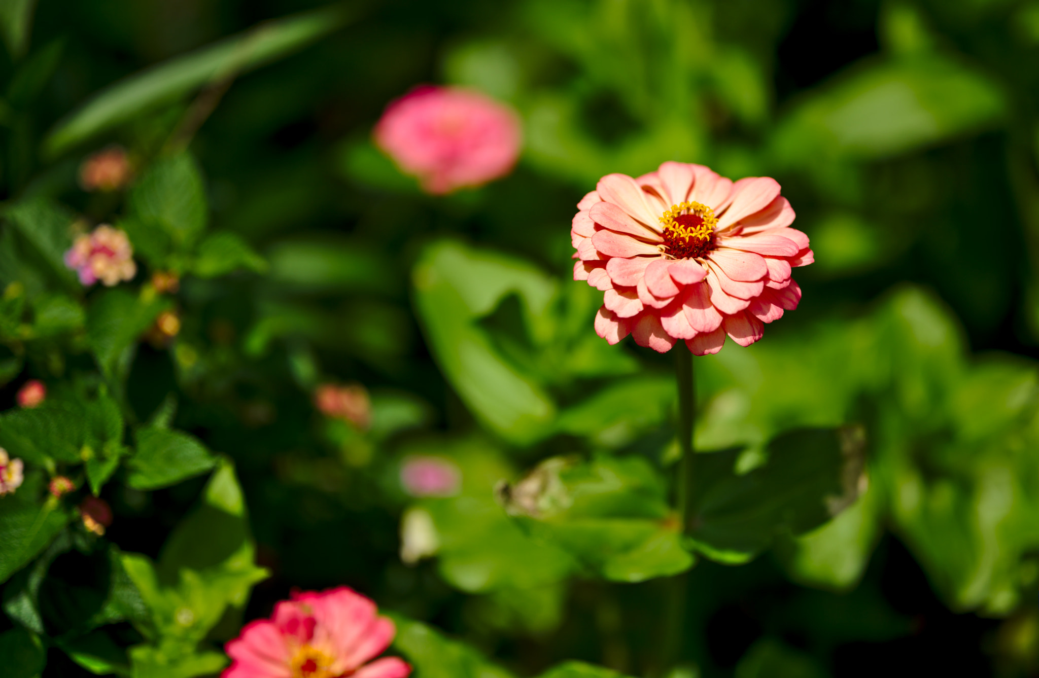 ZEISS Otus 85mm F1.4 sample photo. A reddish zinnia photography