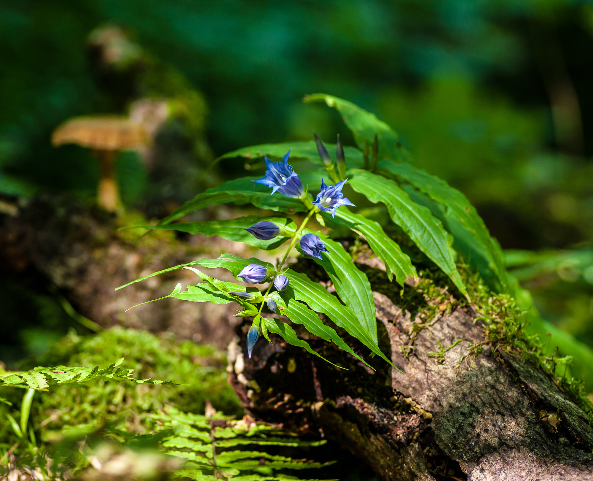 Pentax K20D sample photo. Forest flowers photography