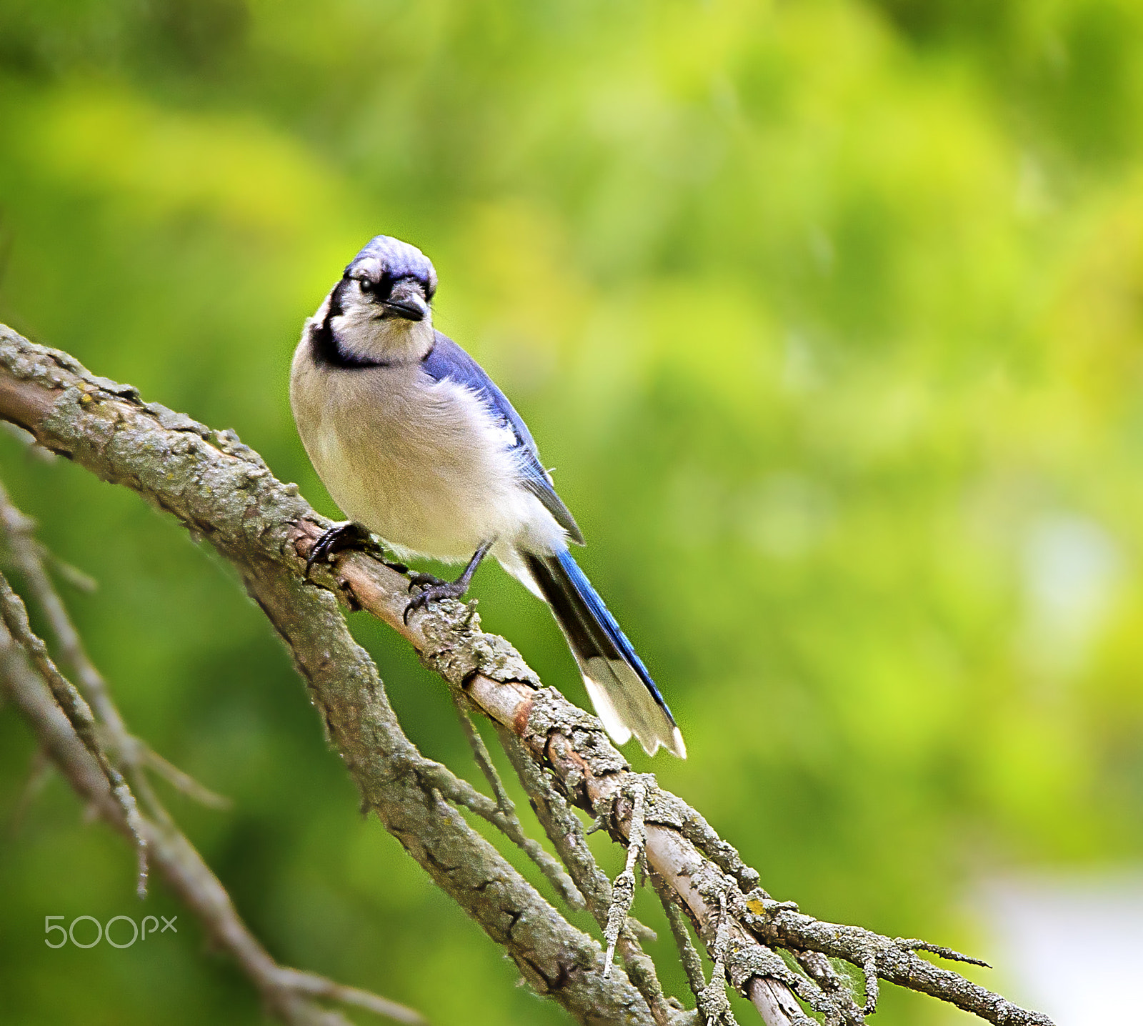 150-600mm F5-6.3 DG OS HSM | Contemporary 015 sample photo. The blue jay photography