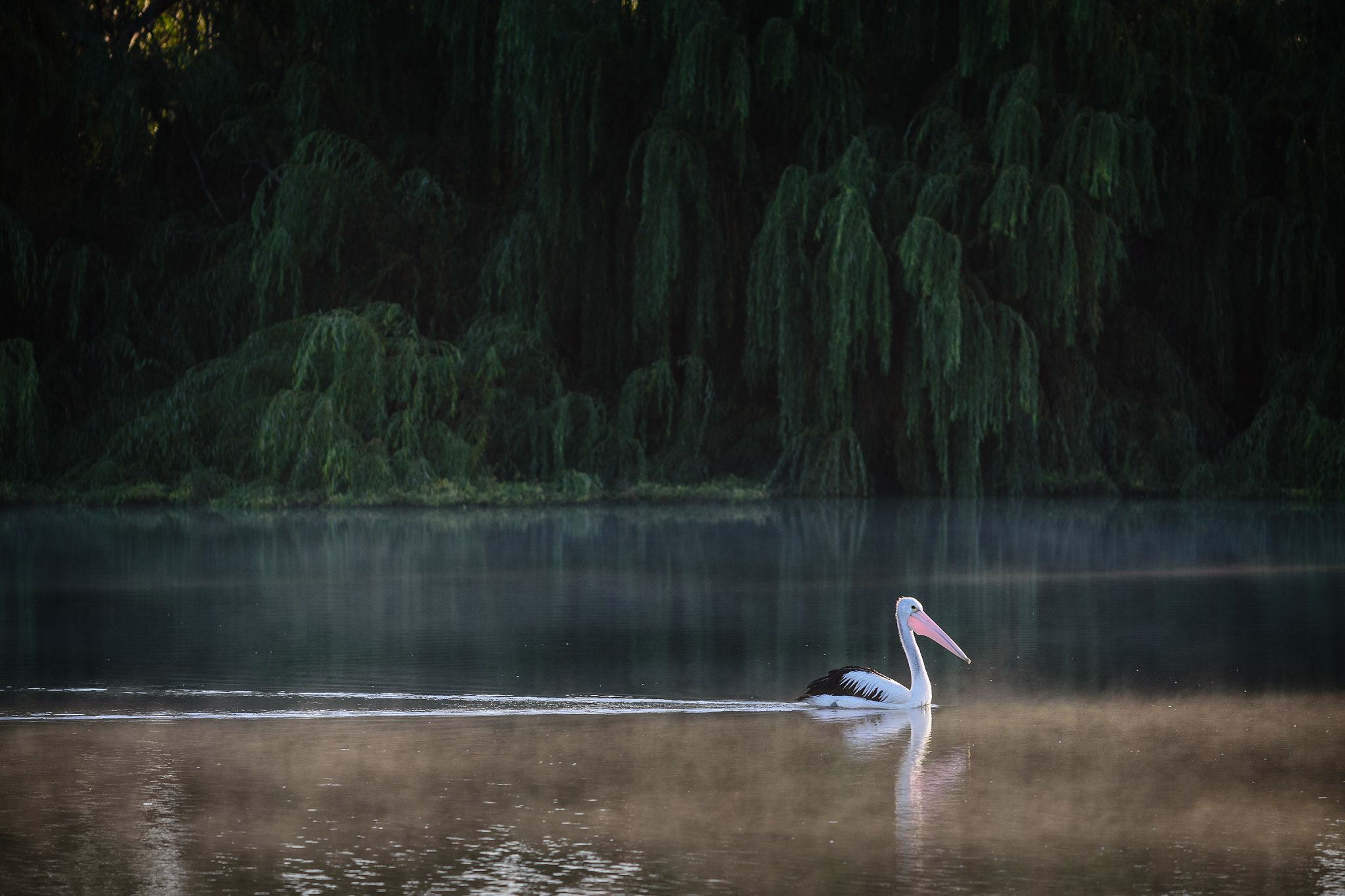 Nikon AF-S Nikkor 70-200mm F4G ED VR sample photo. Murray river photography