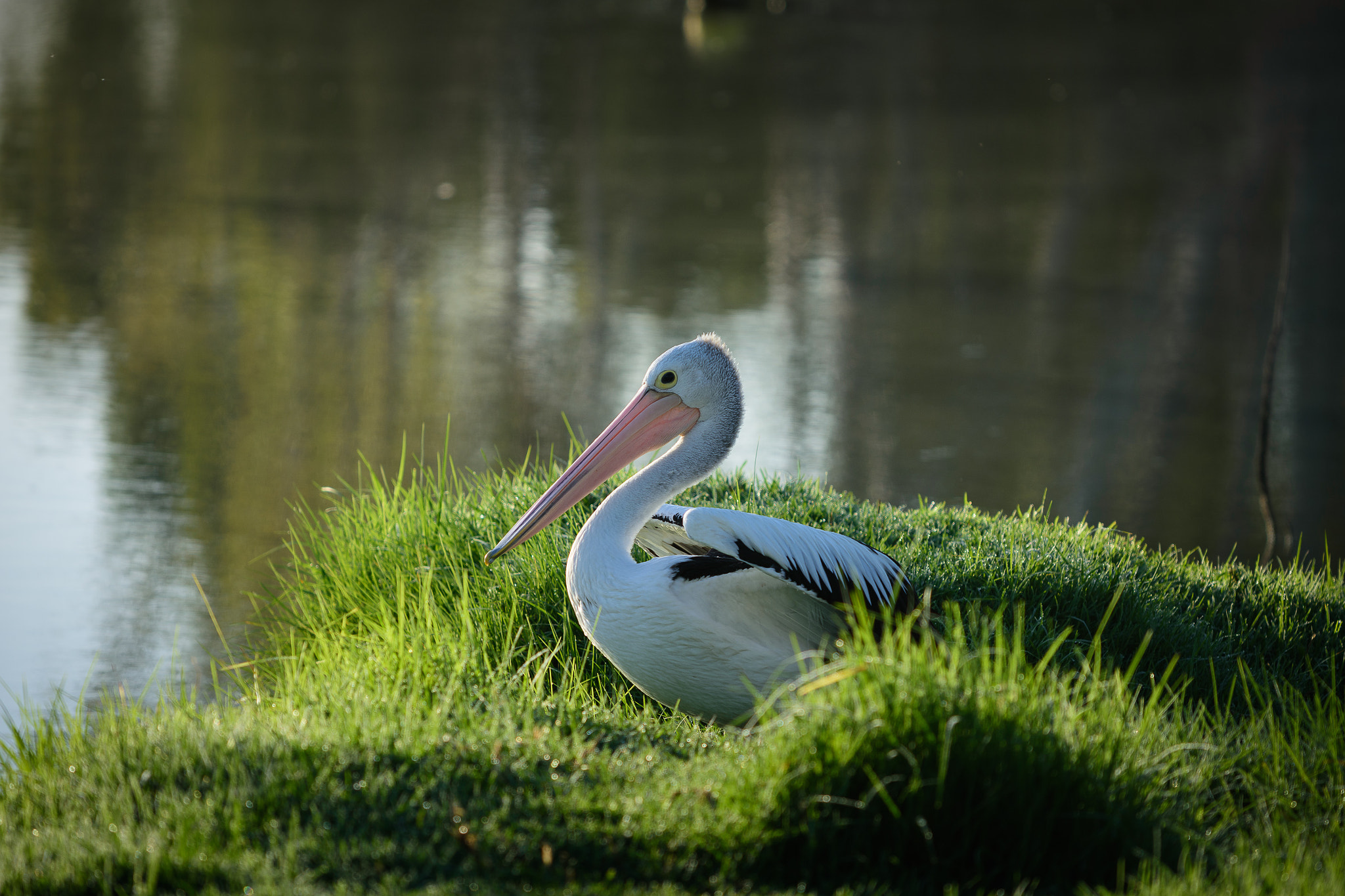 Nikon AF-S Nikkor 70-200mm F4G ED VR sample photo. Murray river photography