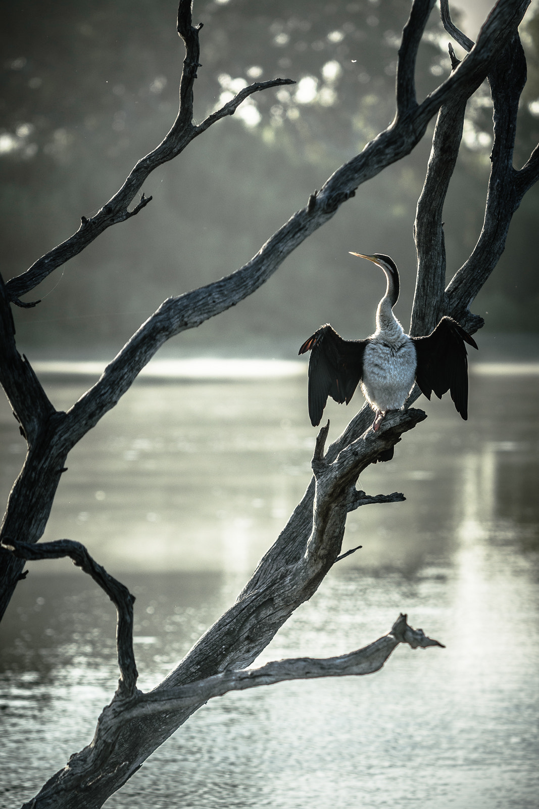 Nikon AF-S Nikkor 70-200mm F4G ED VR sample photo. Murray river photography