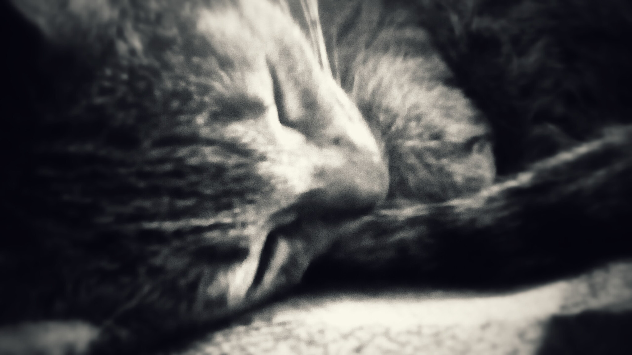 LG LEON sample photo. My cat nicpon photography