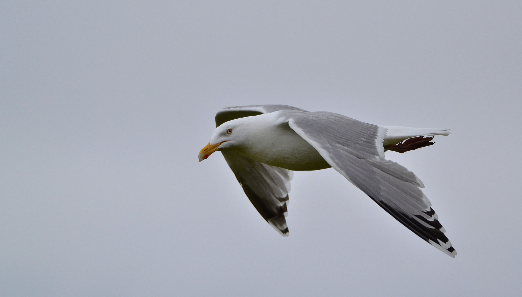 Nikon D3100 sample photo. Herring gull photography