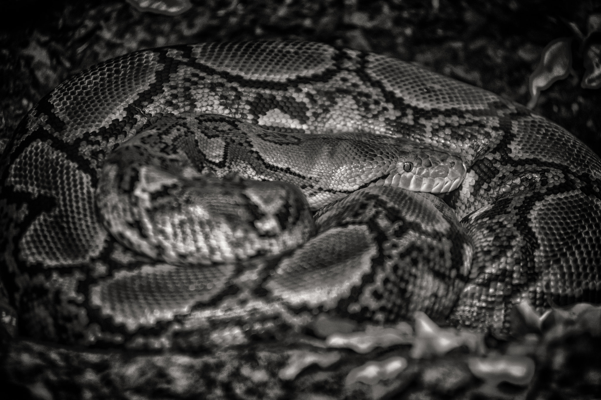 Nikon AF-Nikkor 80-200mm F2.8D ED sample photo. Eye photography