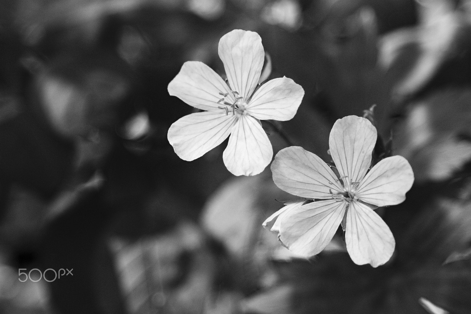 Canon EOS 30D + Canon EF 28-105mm f/3.5-4.5 USM sample photo. Black and white petals photography