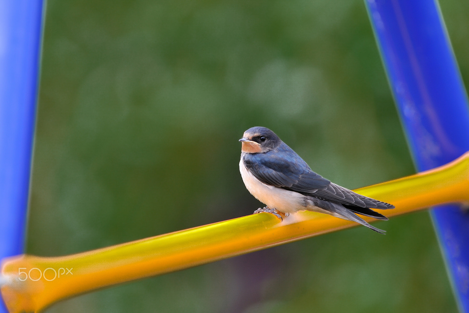 Nikon AF-S Nikkor 400mm F2.8G ED VR II sample photo. Young swallow photography