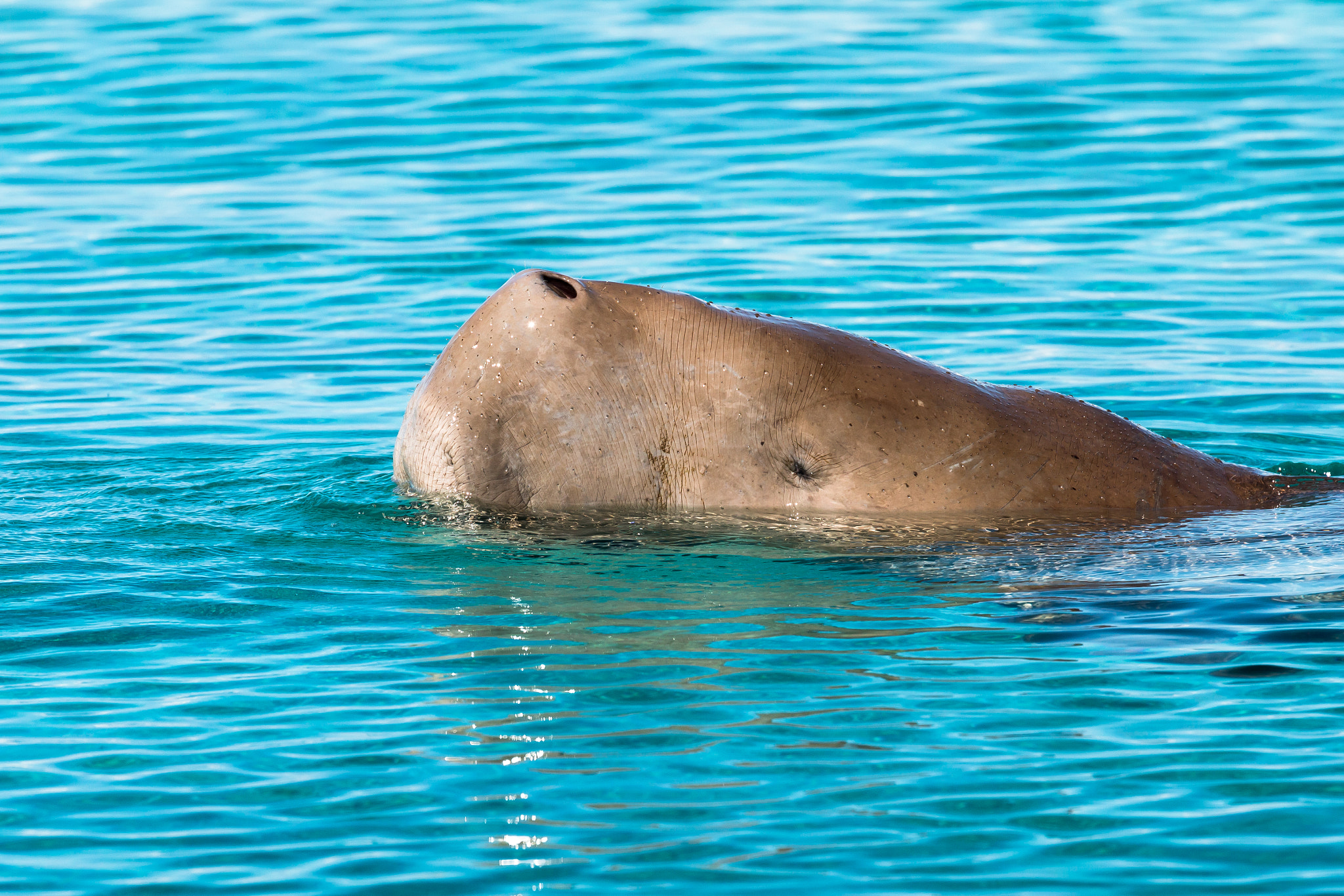 Dugong breathing