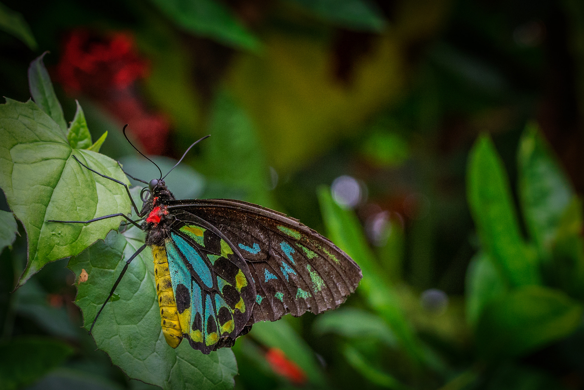 Nikon D600 sample photo. Multi colored photography