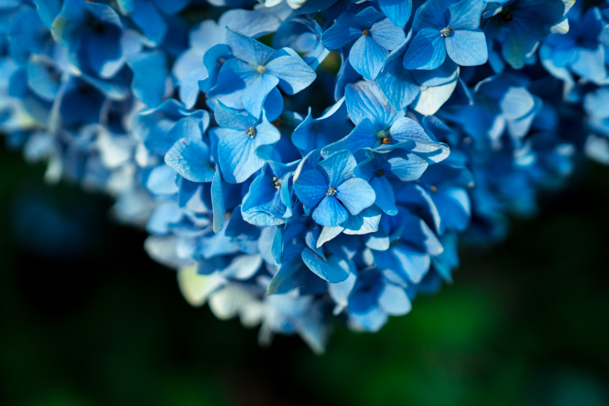 Sony a6300 + 18-35mm F1.8 DC HSM | Art 013 sample photo. Hydrangea photography