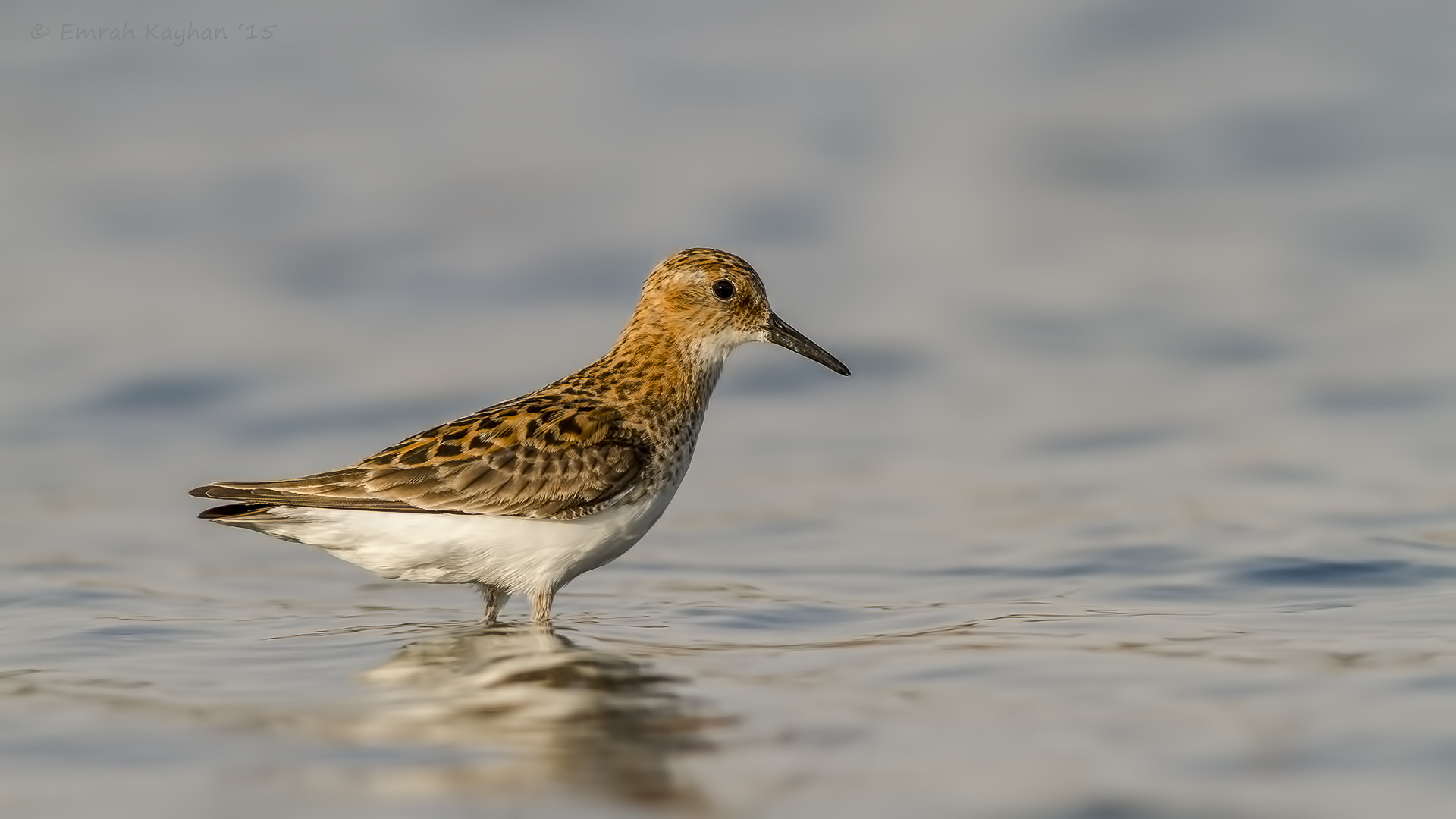 Canon EOS 7D + Canon EF 400mm F5.6L USM sample photo. Little stint photography