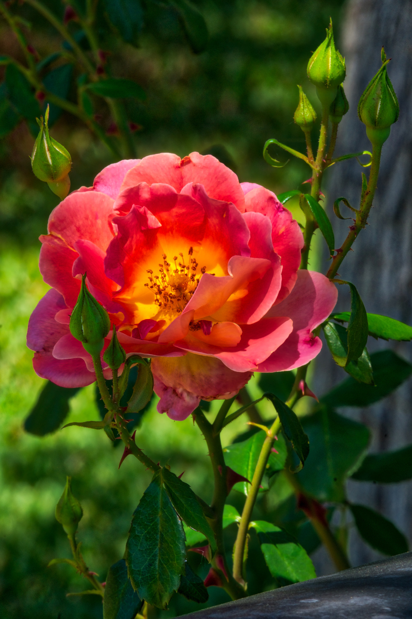Sony Alpha DSLR-A700 sample photo. Rose 2 photography