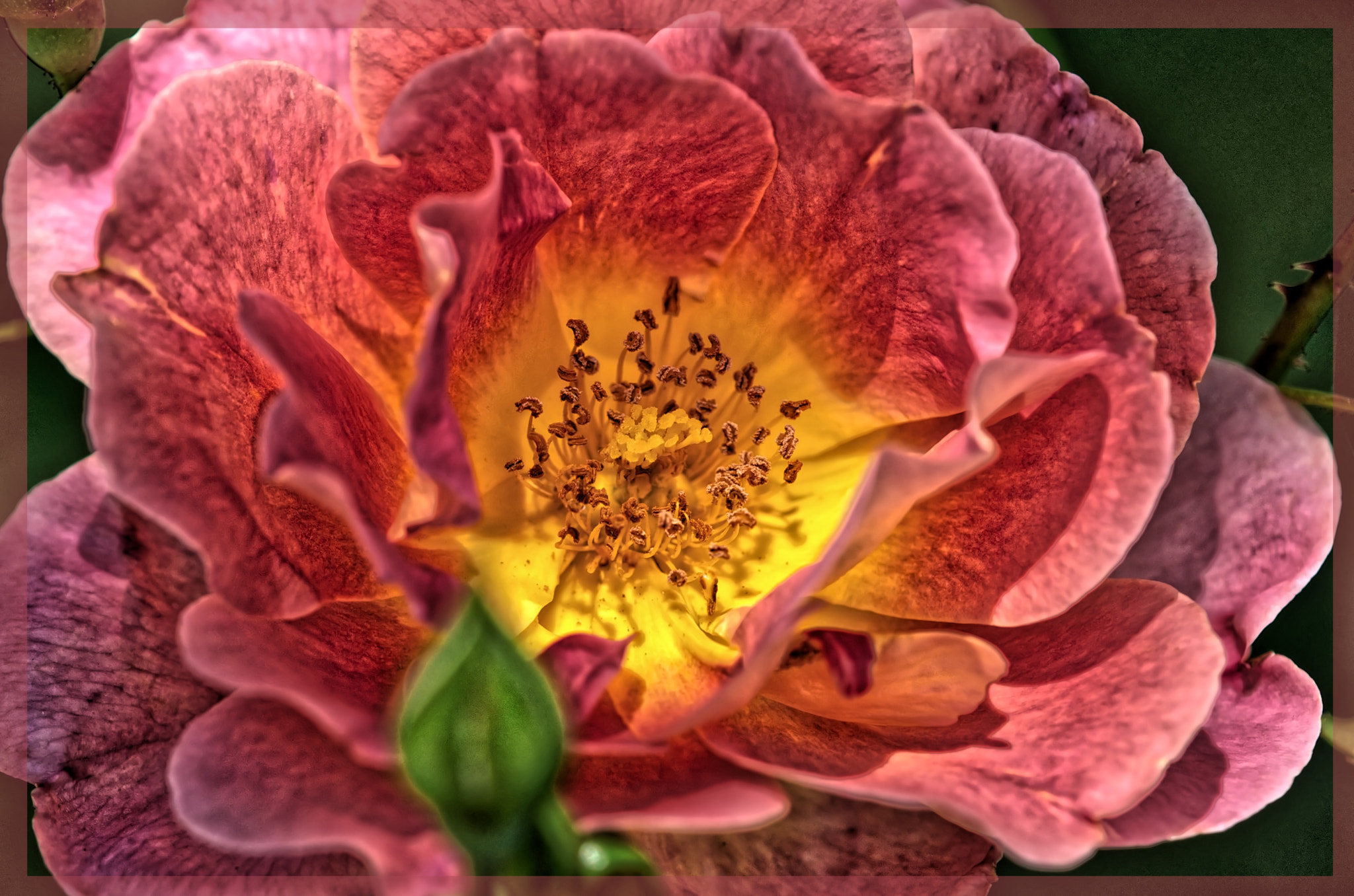 Sony Alpha DSLR-A700 sample photo. Rose photography