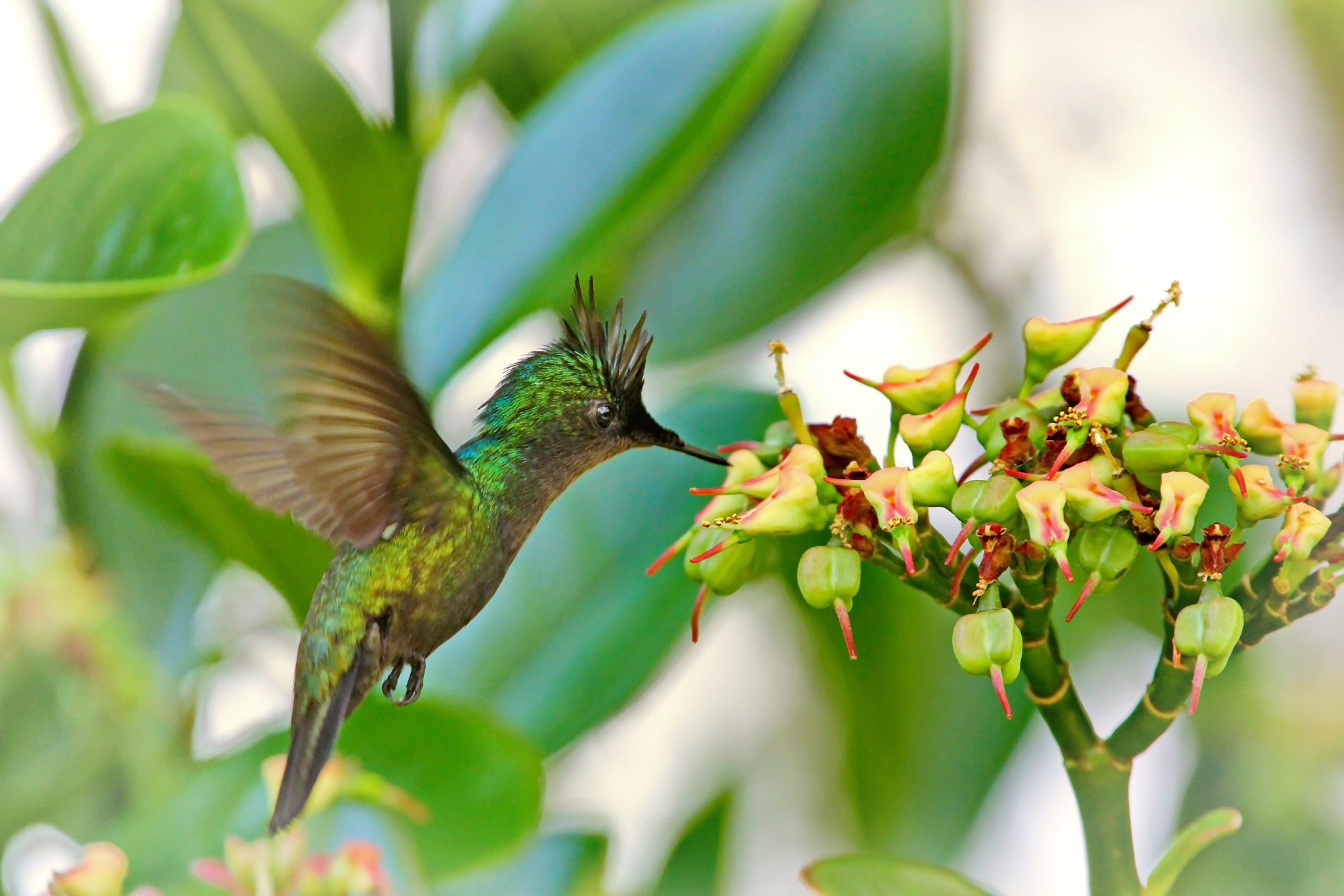 Canon EF 70-200mm F4L USM sample photo. Kolibri photography