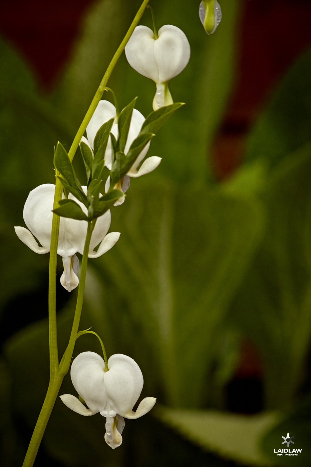 Canon EF 100mm F2.8 Macro USM sample photo. Many hearts photography