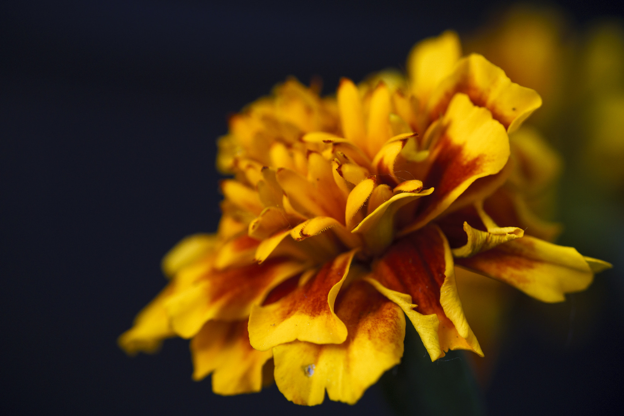 Tamron SP 70-300mm F4-5.6 Di USD sample photo. Balkonys best photography