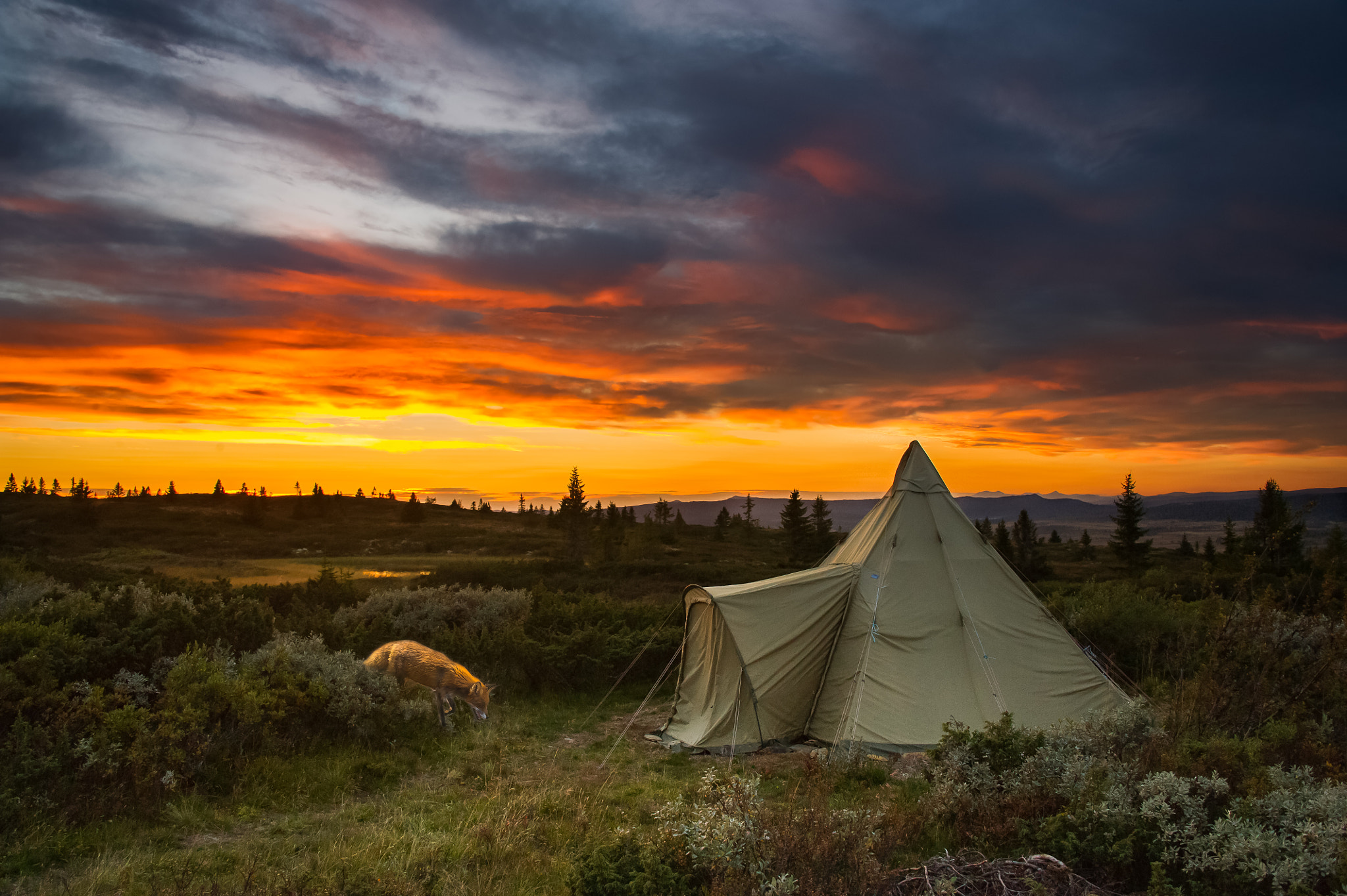 Nikon D3S sample photo. Camping fox photography
