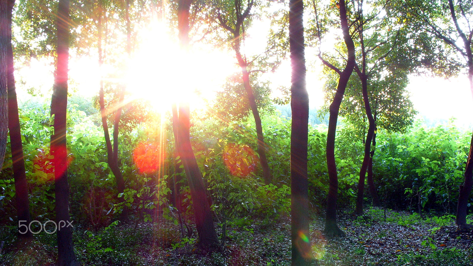Samsung KENOX S1050  / Samsung S1050 sample photo. Sunlight in woods photography