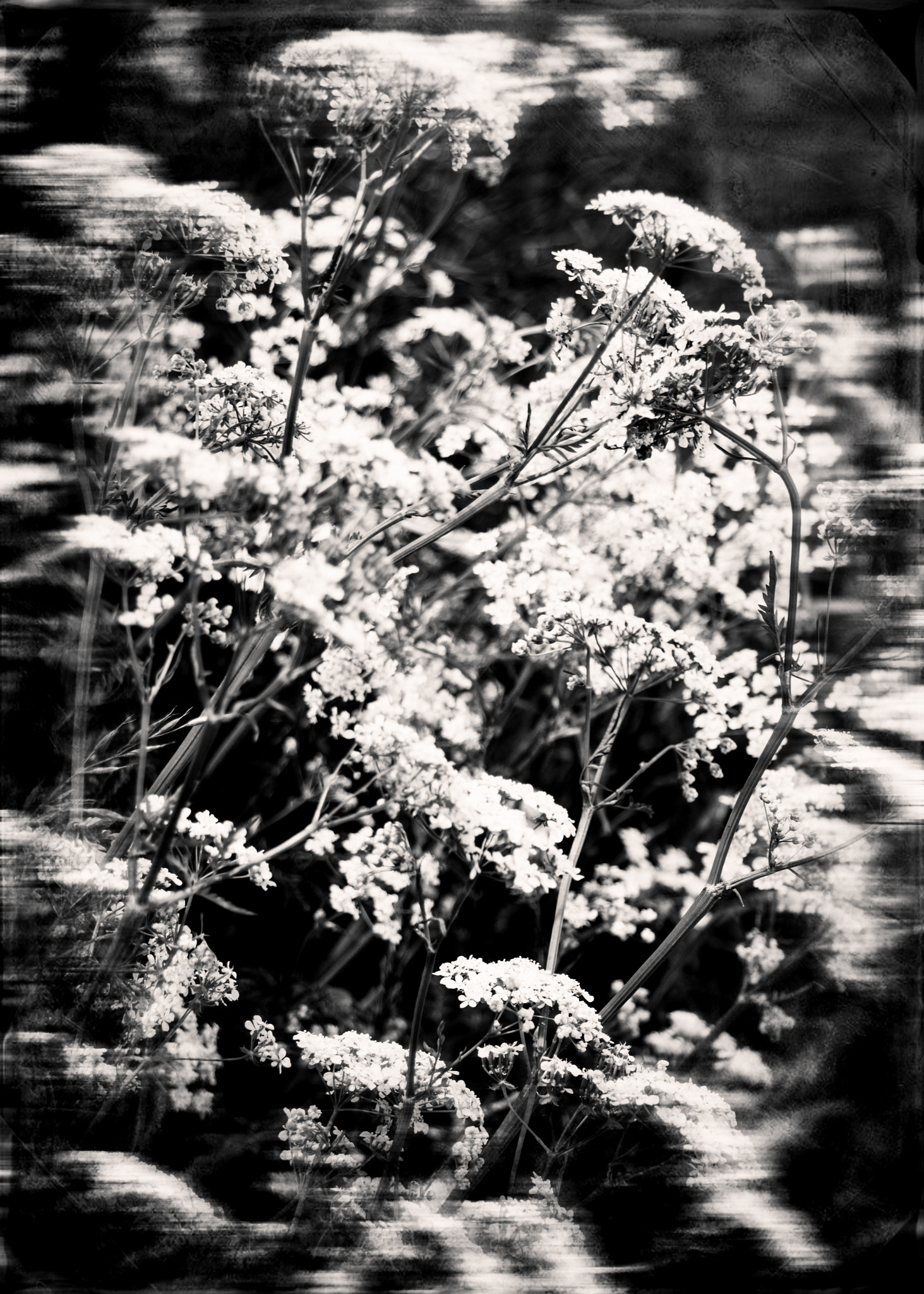 Canon EOS 1100D (EOS Rebel T3 / EOS Kiss X50) sample photo. Flores de holanda photography