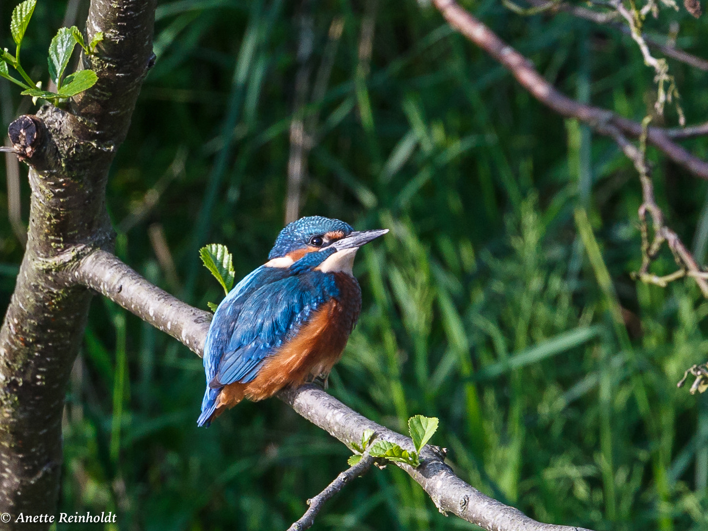 Canon EF 400mm F4 DO IS II USM sample photo. Isfugl photography