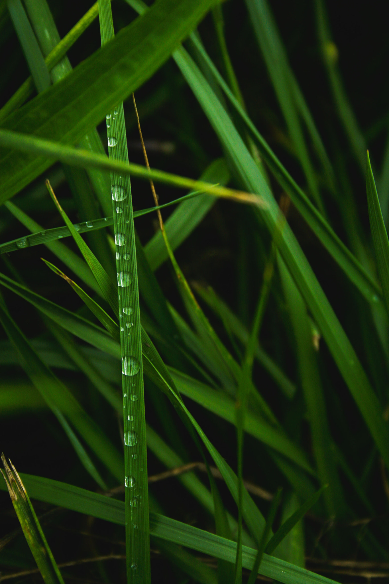 Canon EF-S 18-55mm F3.5-5.6 sample photo. Rain drops photography