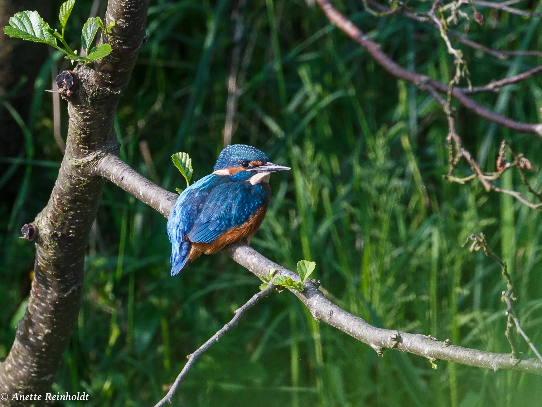 Canon EF 400mm F4 DO IS II USM sample photo. Isfugltest photography
