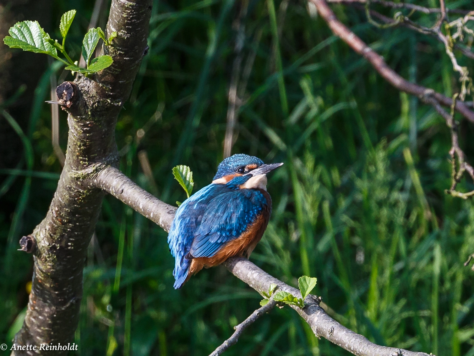 Canon EF 400mm F4 DO IS II USM sample photo. Isfugl photography