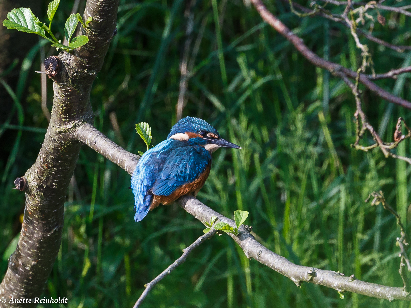 Canon EF 400mm F4 DO IS II USM sample photo. Isfugl photography