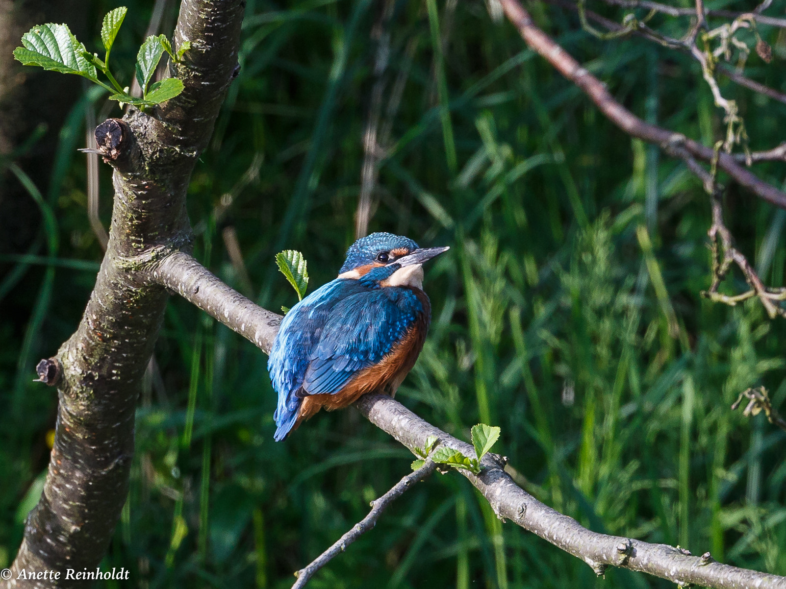 Canon EF 400mm F4 DO IS II USM sample photo. Isfugl photography