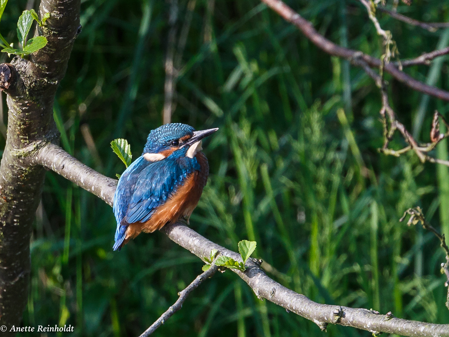 Canon EF 400mm F4 DO IS II USM sample photo. Isfugl photography