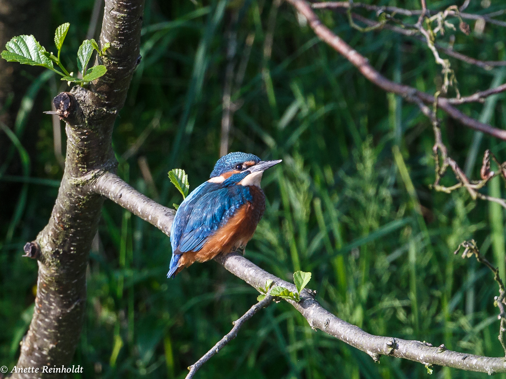 Canon EF 400mm F4 DO IS II USM sample photo. Isfugl photography