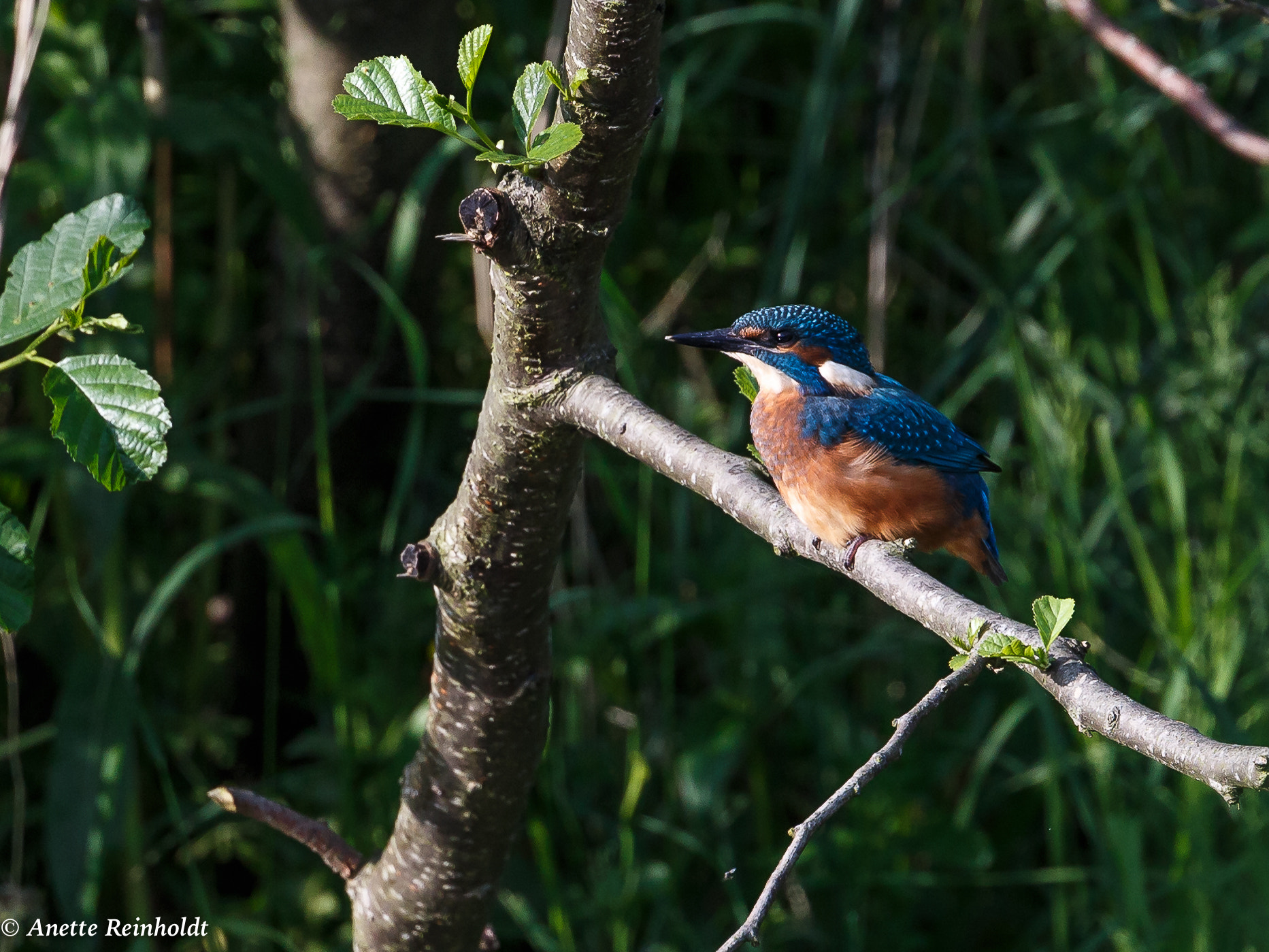 Canon EF 400mm F4 DO IS II USM sample photo. Isfugl photography