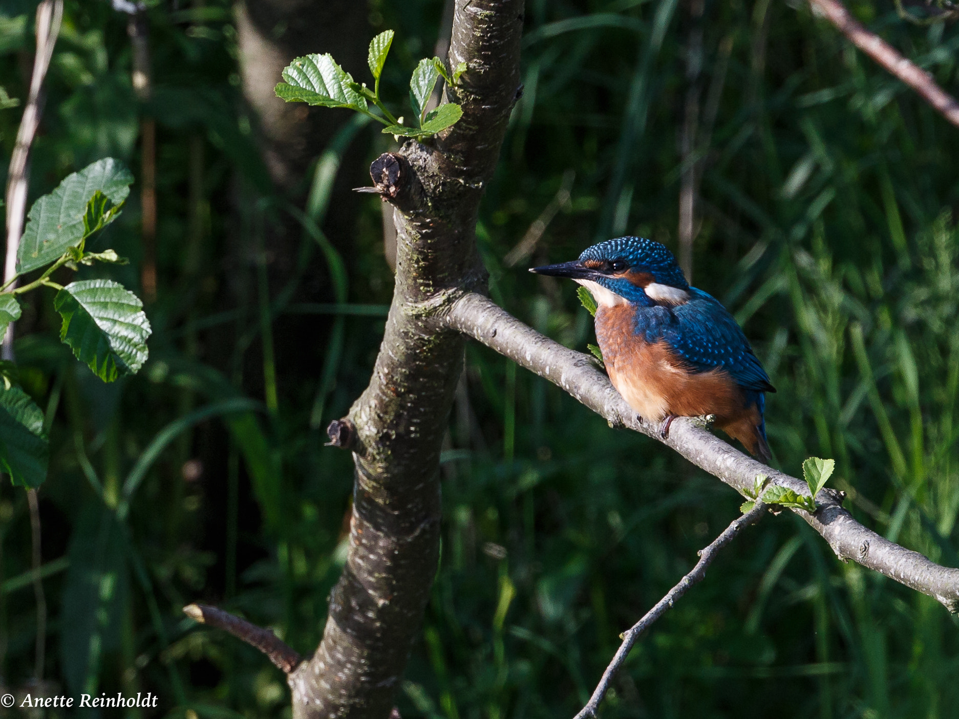 Canon EF 400mm F4 DO IS II USM sample photo. Isfugl photography