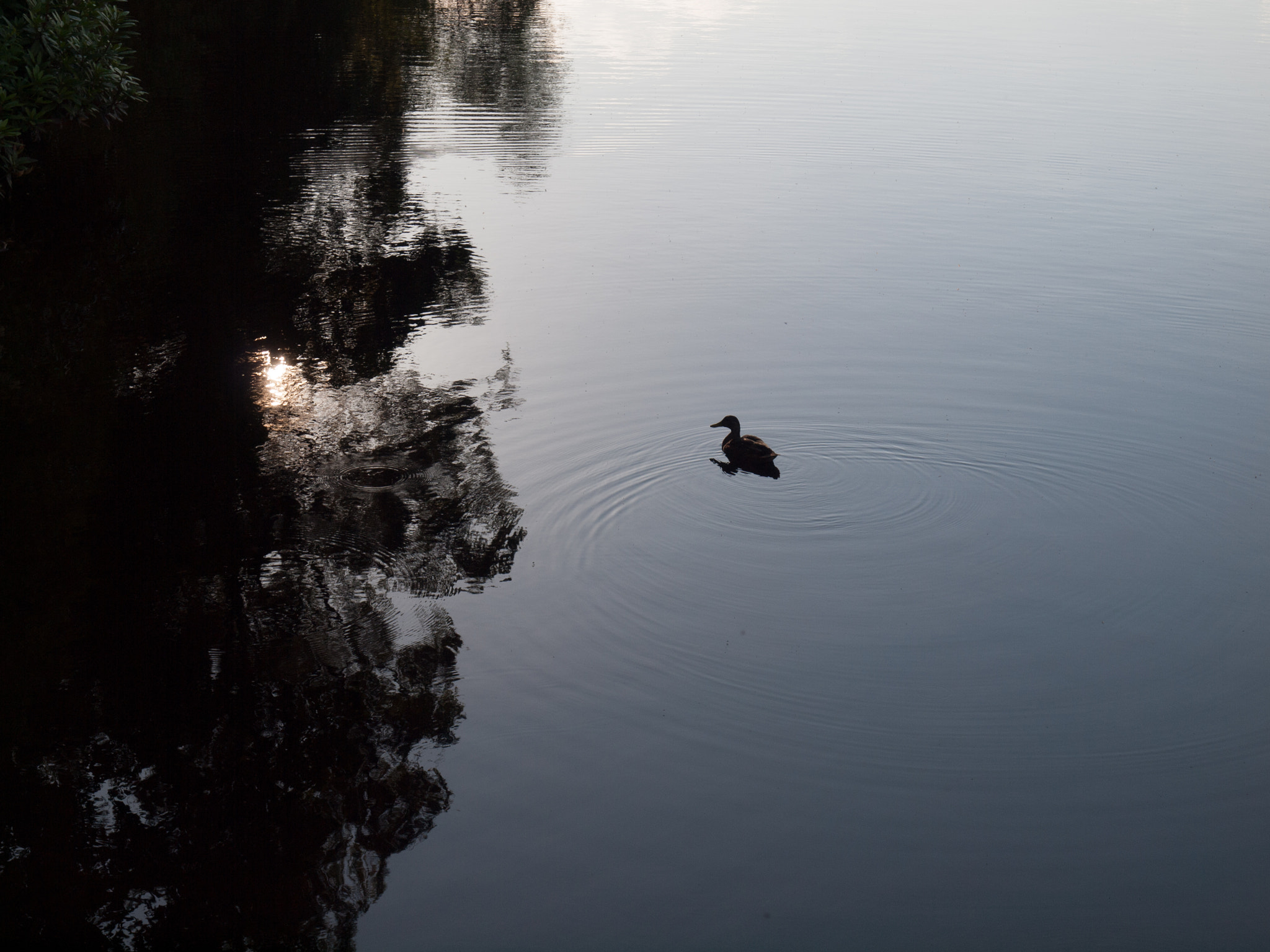 Olympus Zuiko Digital 14-54mm F2.8-3.5 II sample photo. Duck, late in the evening photography