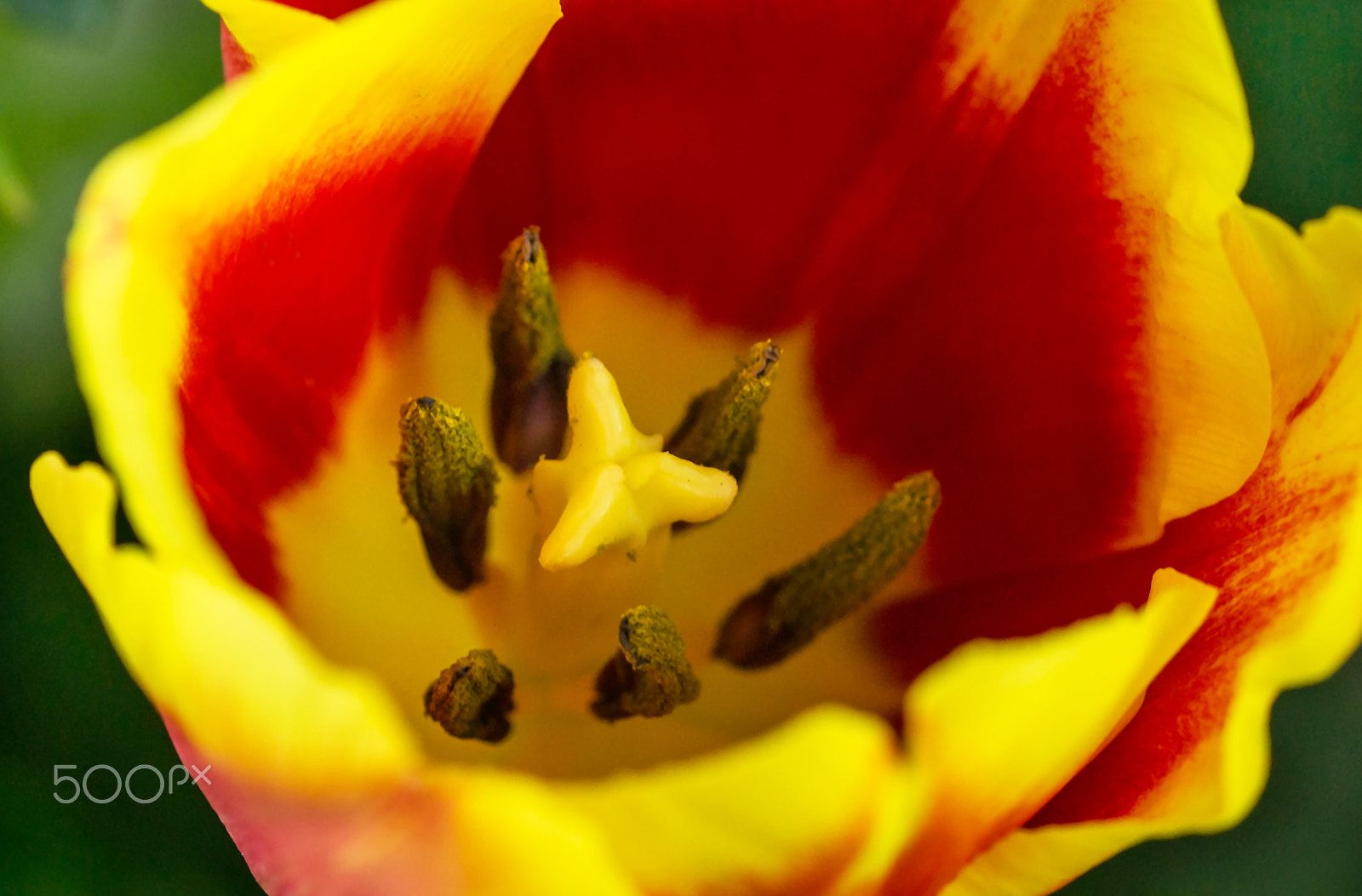 Sony Alpha DSLR-A850 + Tamron SP AF 90mm F2.8 Di Macro sample photo. The colours of spring v. photography