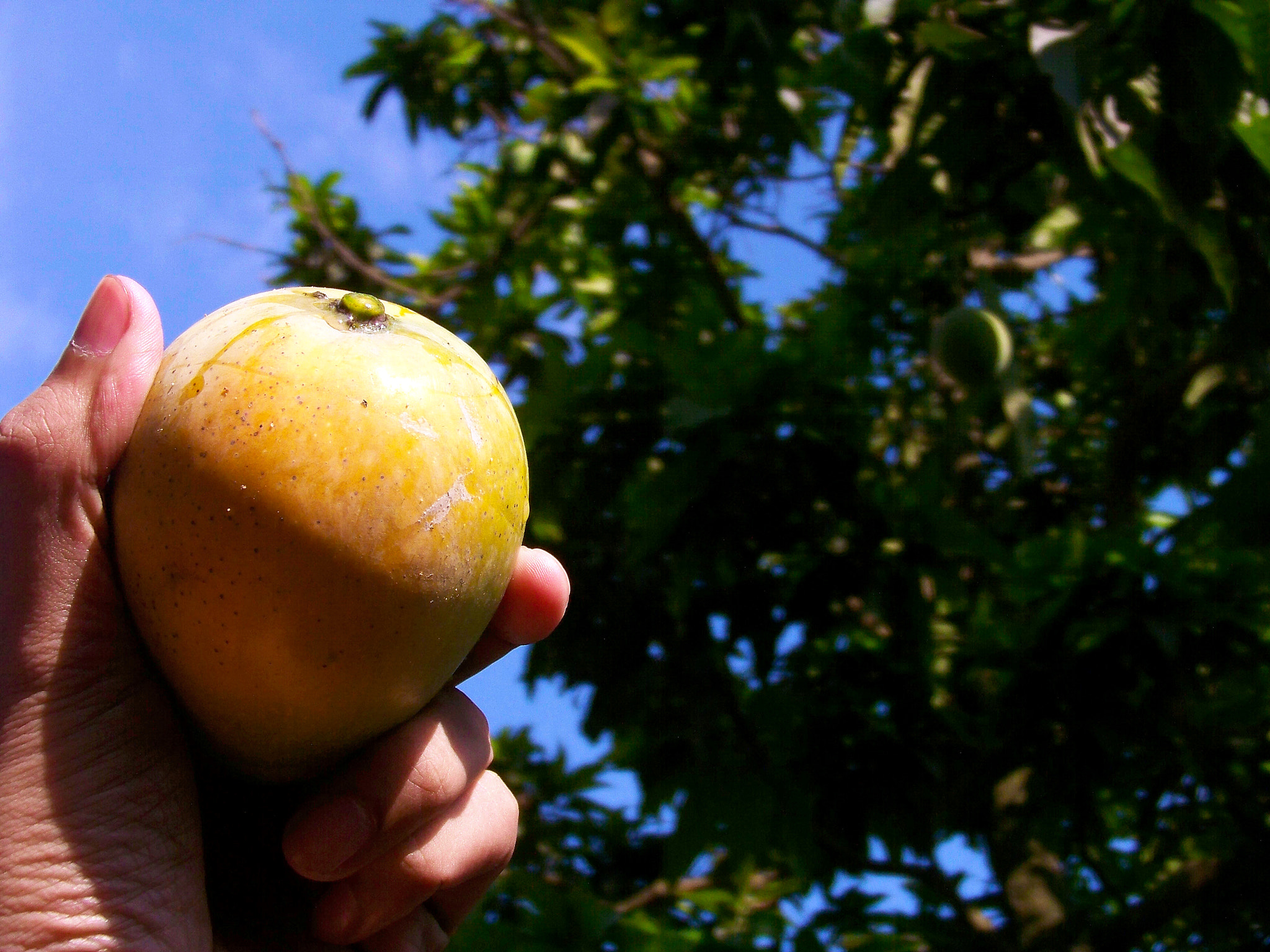 Kodak EASYSHARE Z1012 IS DIGITAL CAMERA sample photo. Mangofie photography