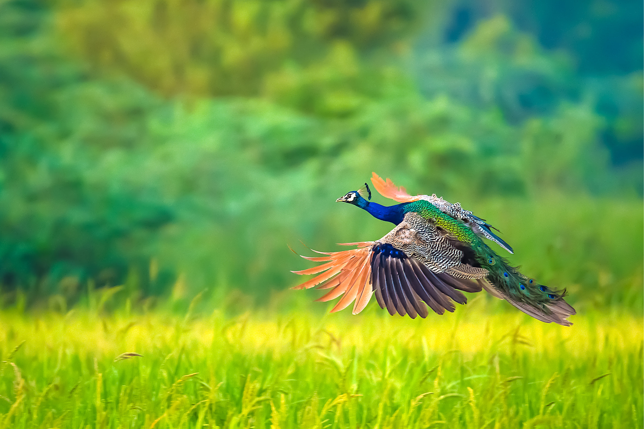 Nikon D4S sample photo. The flight photography