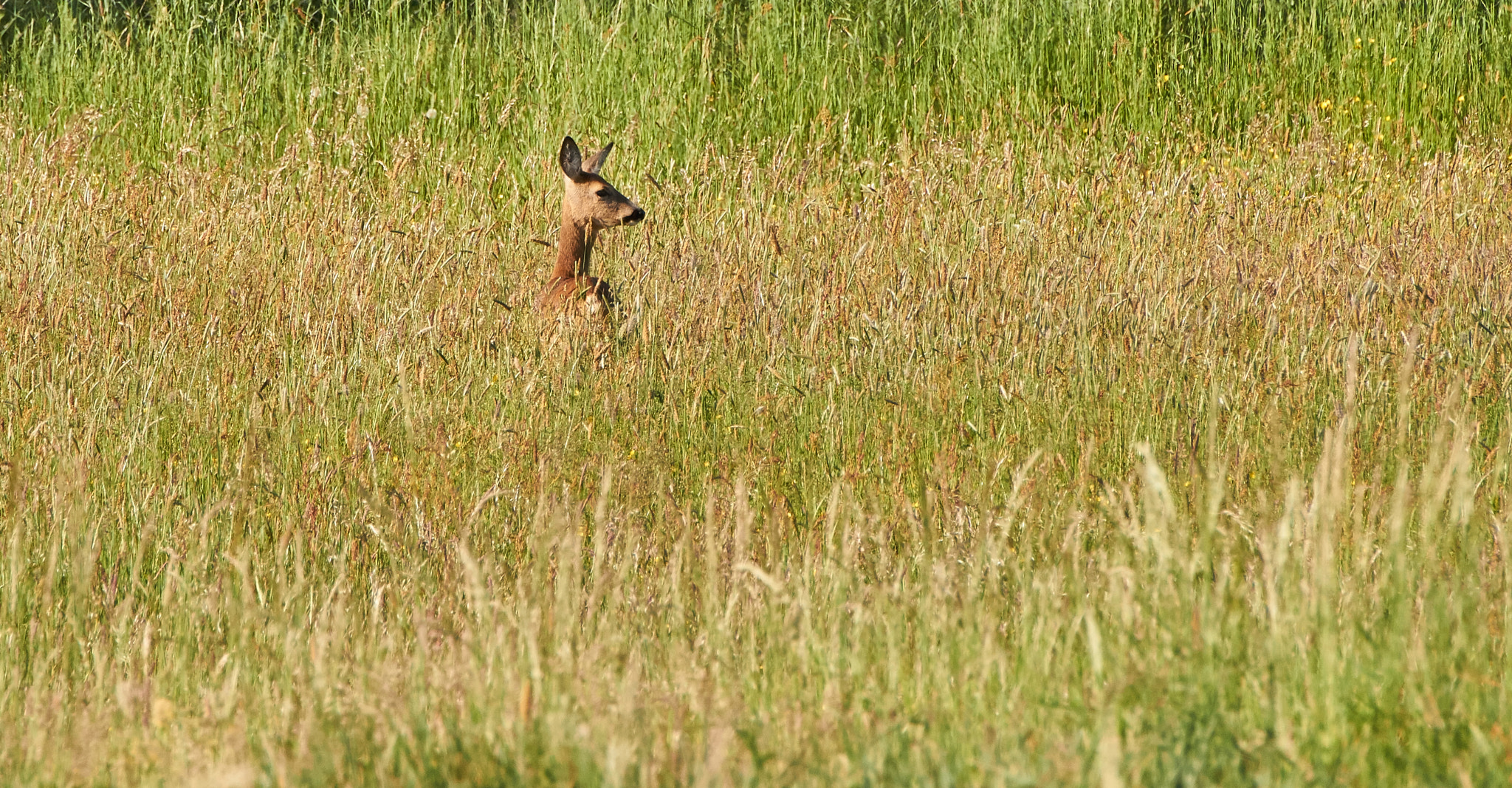Tamron SP 70-300mm F4-5.6 Di USD sample photo