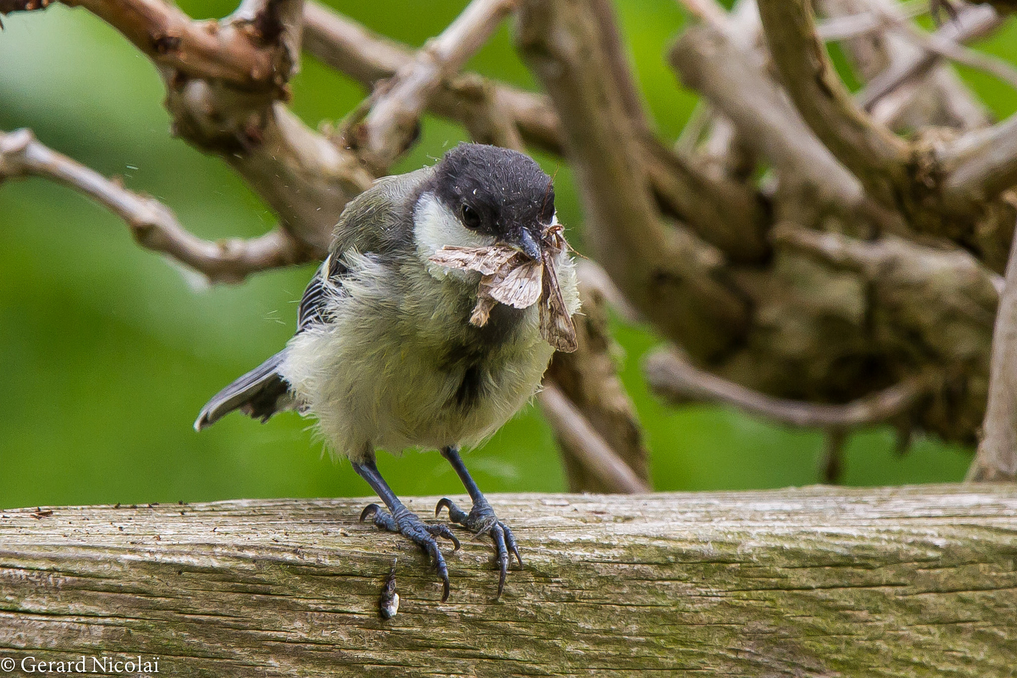 Canon EF 300mm F2.8L IS USM sample photo. Young great tit with food photography