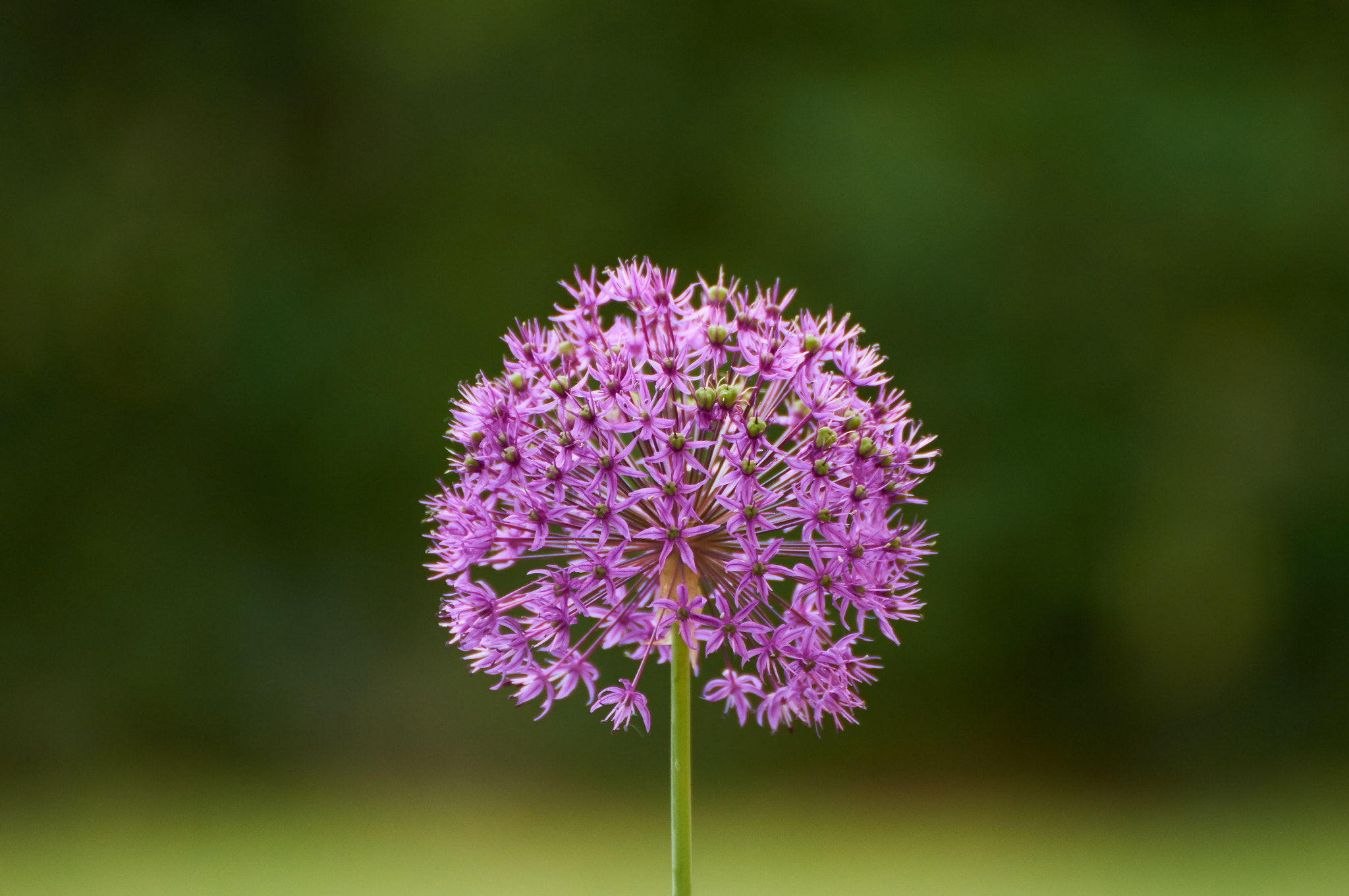 Tamron SP 70-300mm F4-5.6 Di USD sample photo. Pinky photography