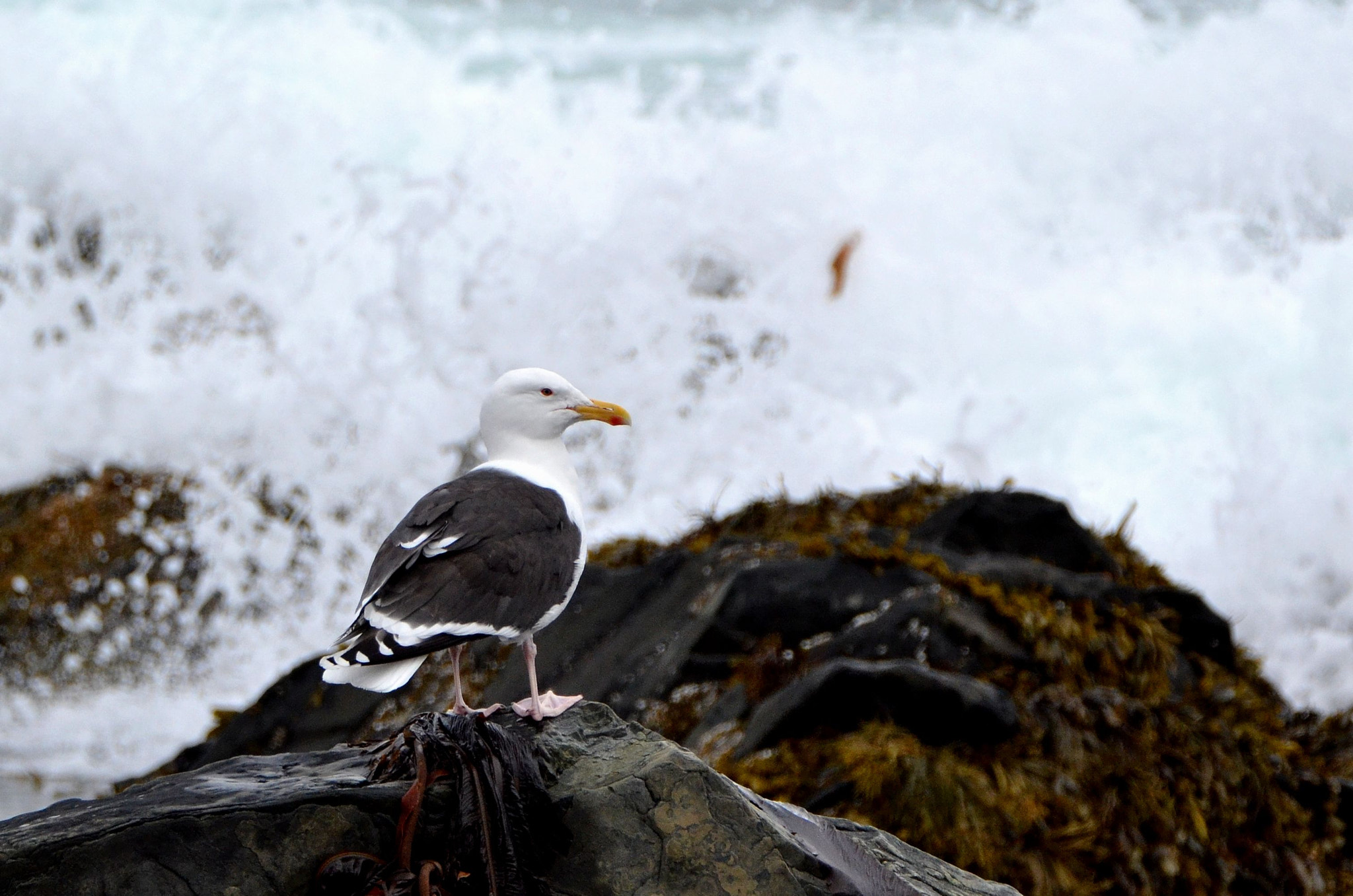 Nikon D3100 sample photo. Great black-backed gull photography