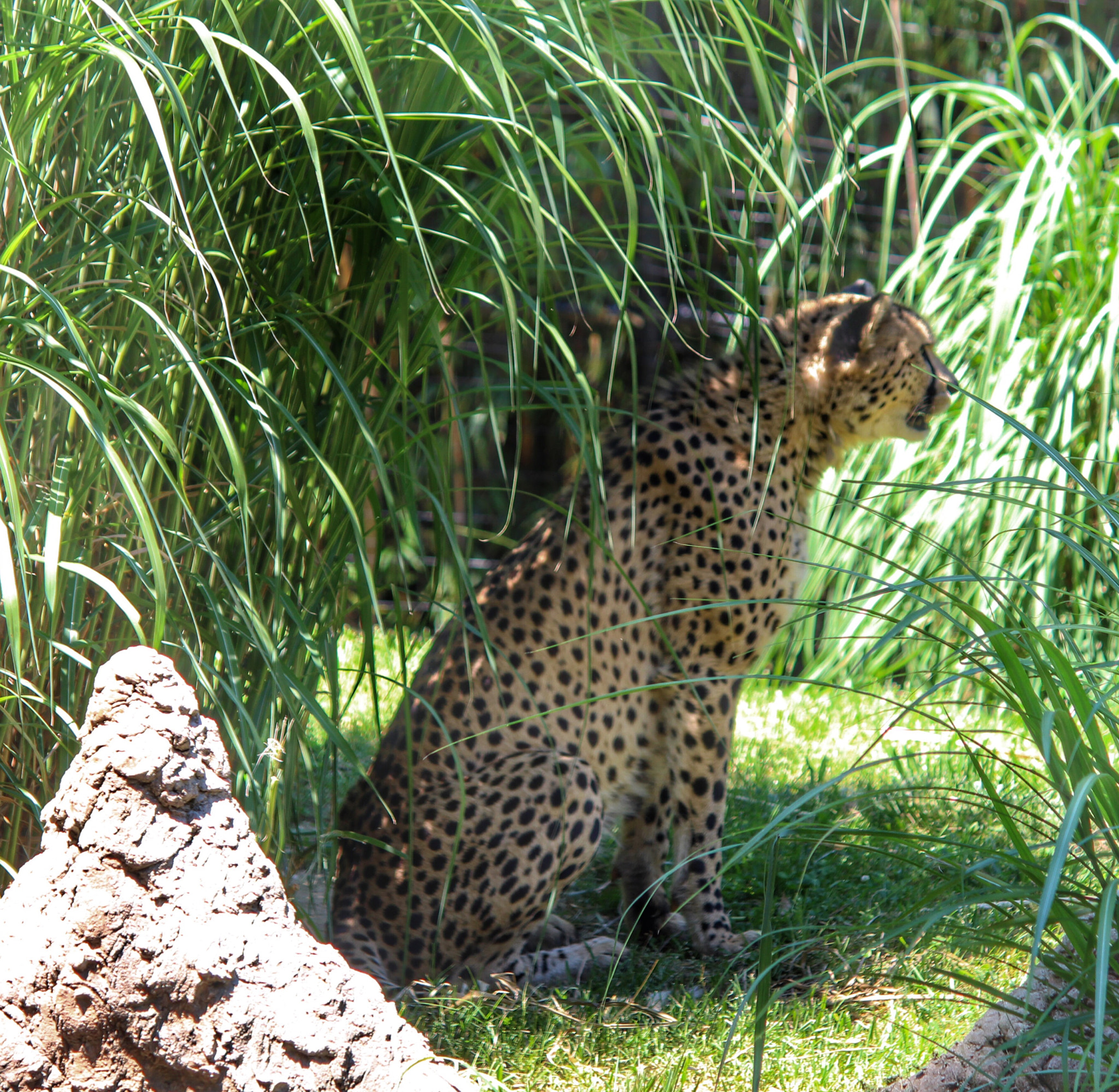 Canon EF-S 55-250mm F4-5.6 IS II sample photo. The cheetah photography