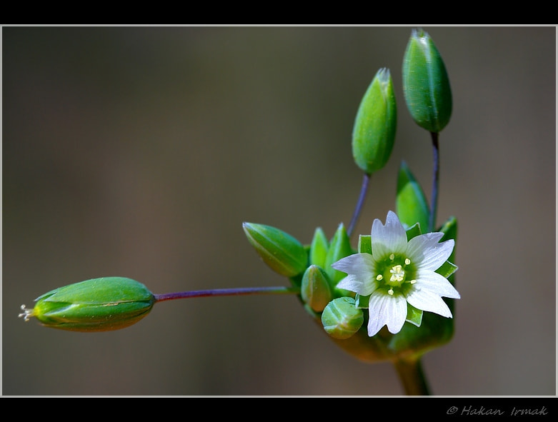 Pentax K10D + Sigma sample photo. Zarif photography