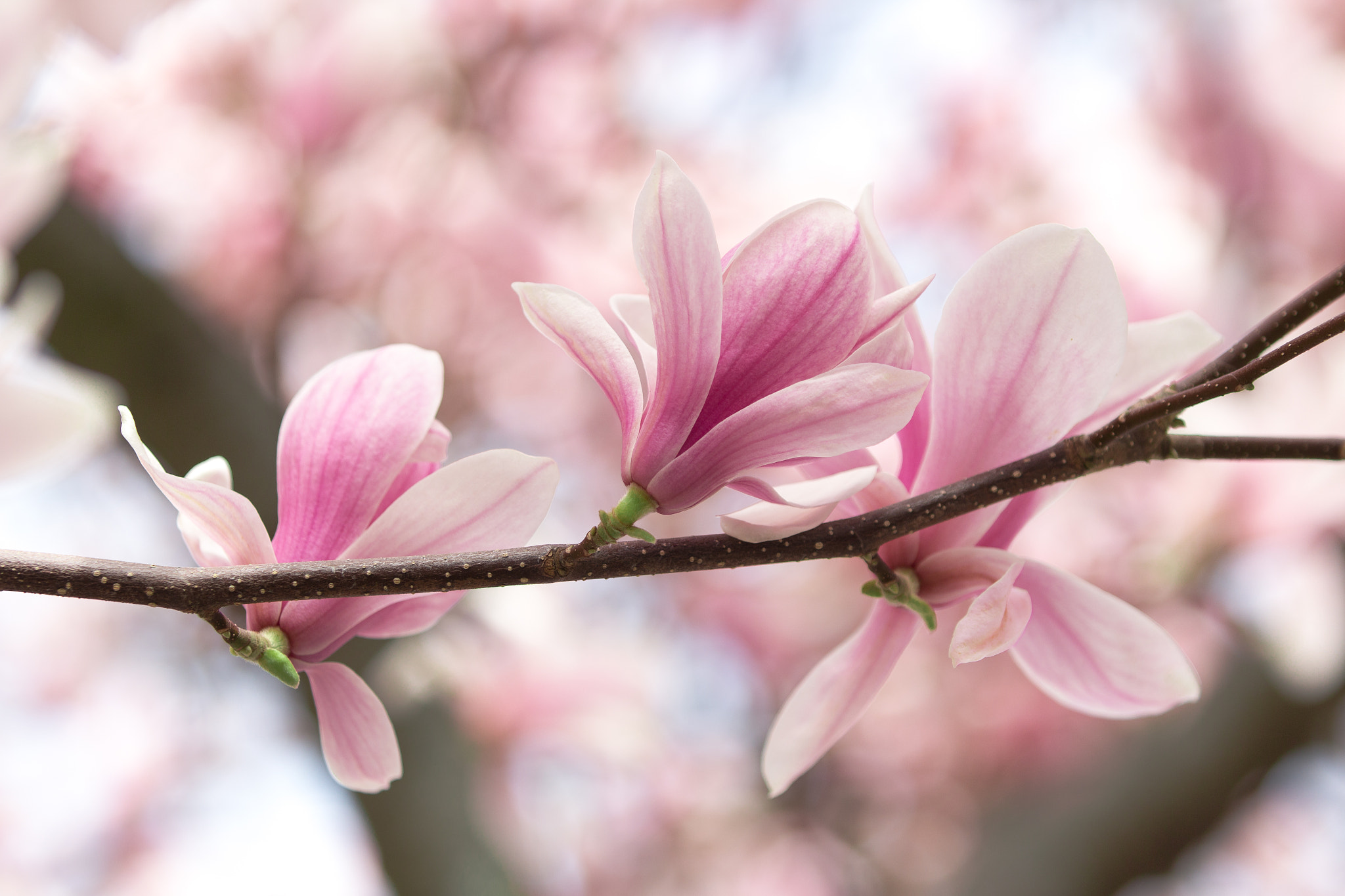 Canon EF 70-200mm F2.8L IS II USM sample photo. Magnolia photography