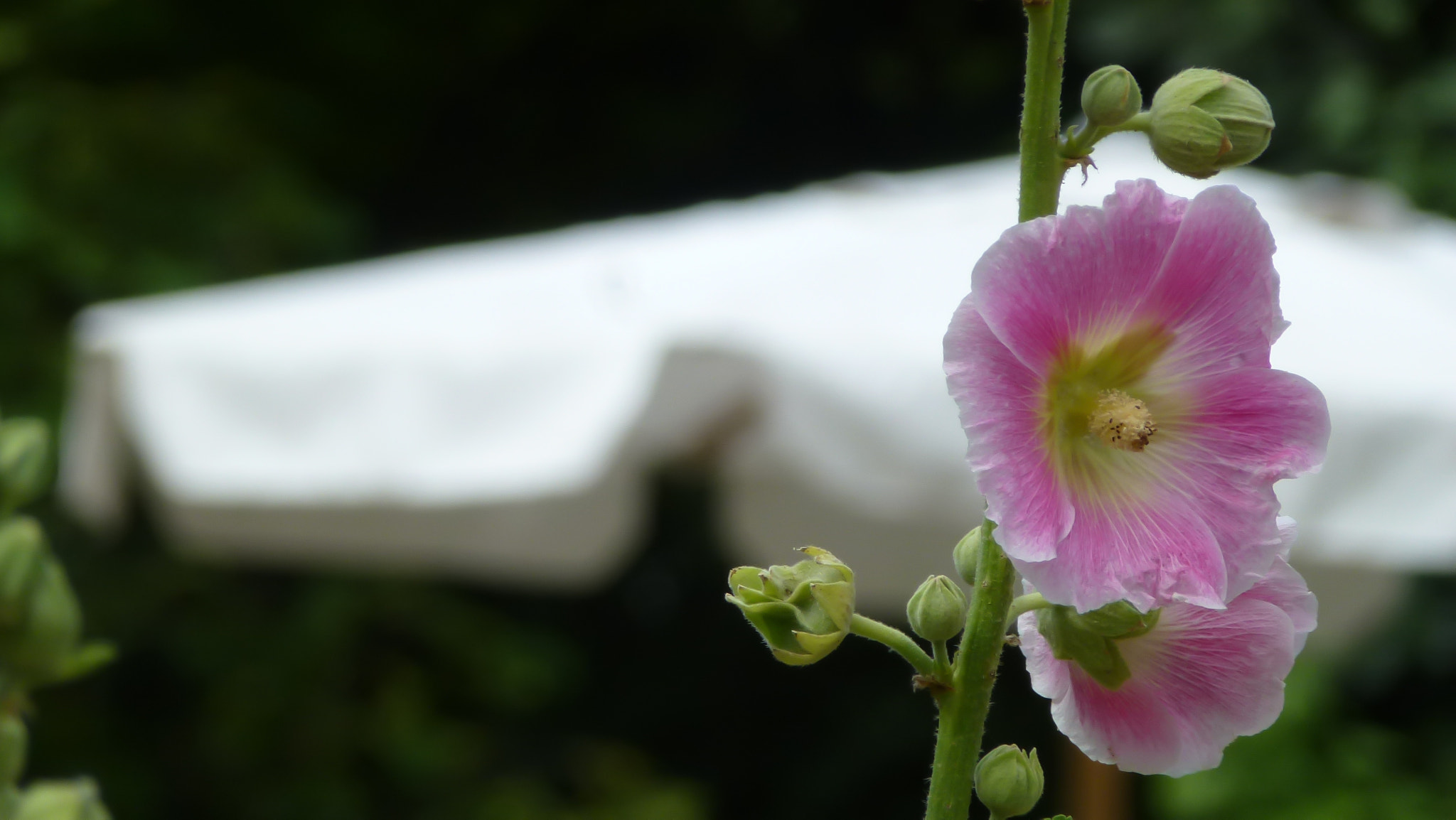 Leica V-Lux 30 / Panasonic Lumix DMC-TZ22 sample photo. Flower with background photography