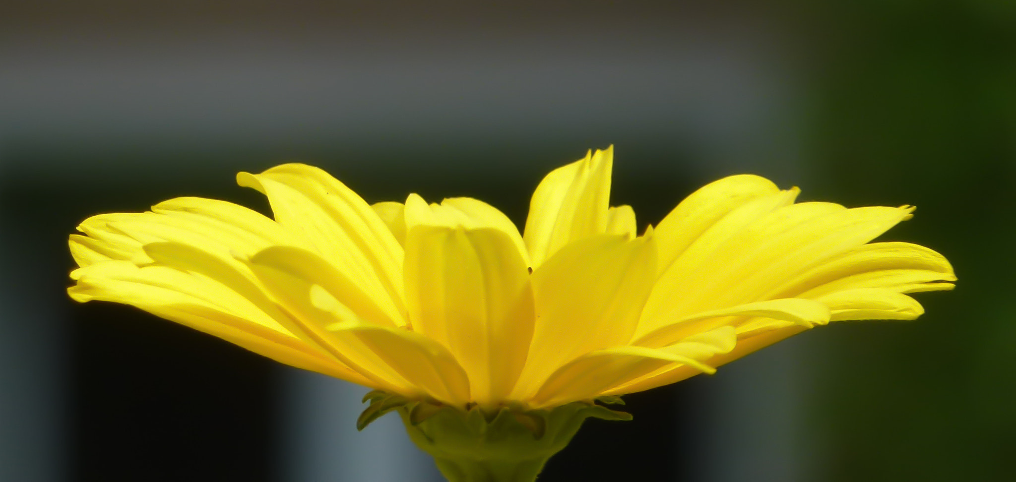 Leica V-Lux 30 / Panasonic Lumix DMC-TZ22 sample photo. Yellow flower photography