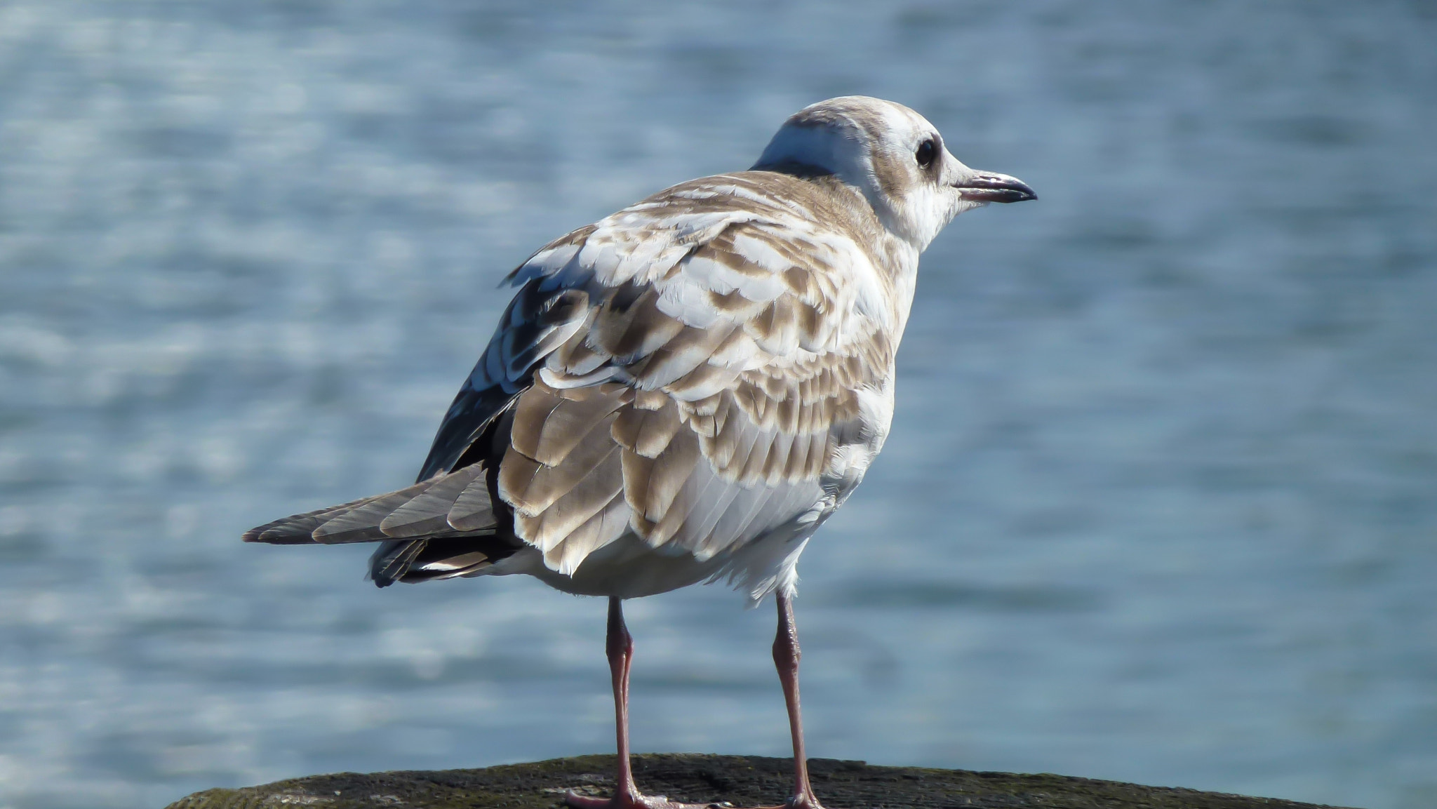 Leica V-Lux 30 / Panasonic Lumix DMC-TZ22 sample photo. Seagull photography